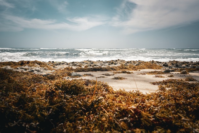 Sargassum türmt sich am Strand von Playa del Carmen auf