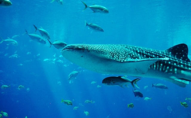 Meilleures choses à faire à Cancun avec les enfants : Nager avec les requins-baleines