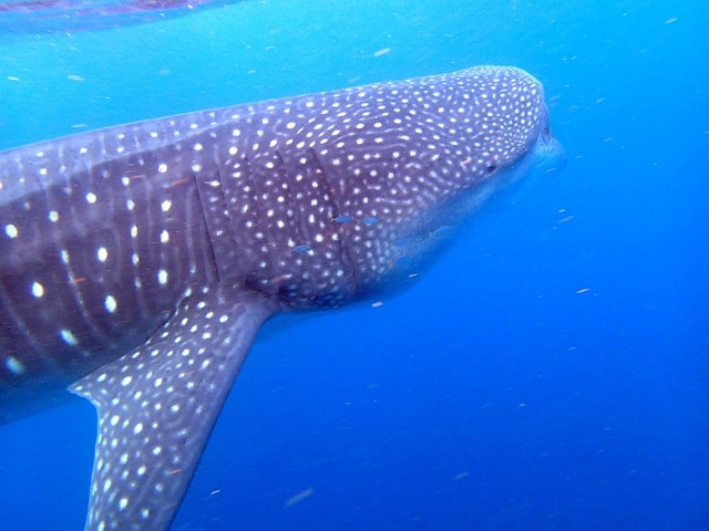Schwimmen mit Walhaien Cancun