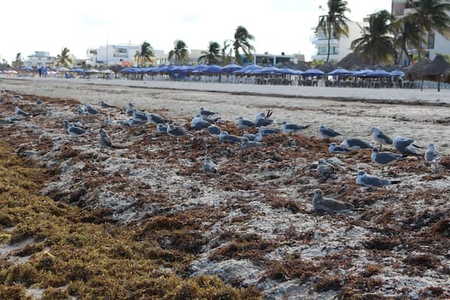 Algas Sargassum en Playa del Carmen - Temporada de algas